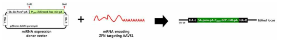 GFP-pre-miRNA 발현 donor vector와 AAVS1-ZFNs를 이용한 AAVS1 locus에 miRNA 발현 카세트 삽입