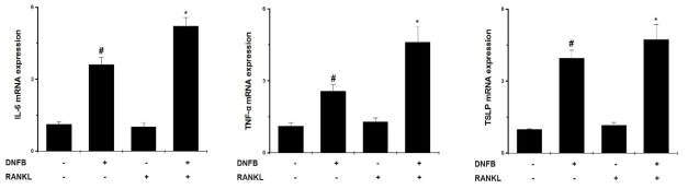 알레르기 반응에서 RANKL 역할 규명을 위해 IL-6, TNF-α, TSLP 분석