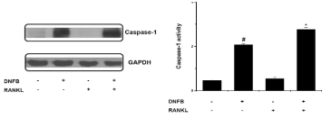 알레르기 반응에서 RANKL 역할 규명을 위해 caspase-1 activity 분석