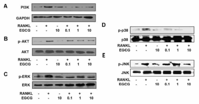 알레르기 반응에서 RANKL 역할 규명을 위해 비만세포에서 PI3K 와 MAP Kinase 분석