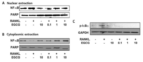 알레르기 반응에서 RANKL 역할 규명을 위해 비만세포에서 NF-κB의 활성 분석