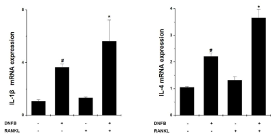 알레르기 반응에서 RANKL 역할 규명을 위해 조직에서 IL-1β, Il-4의 mRNA 발현을 분석