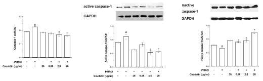 비만세포에서 자극 후 백수오 성분인 caudatin을 처리하여 caspase-1 activity를 분석