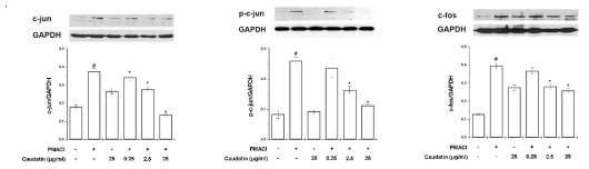 비만세포에서 자극 후 백수오 성분인 caudatin을 처리하여 AP-1 발현 분석 (Fig.26)