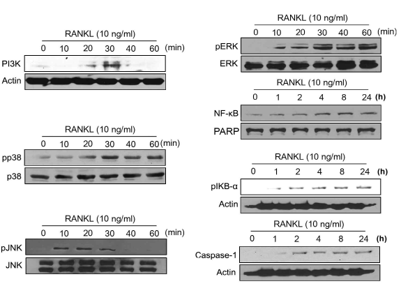비만세포의 탈과립에서 RANKL 역할 규명을 위해 MAPK 분석