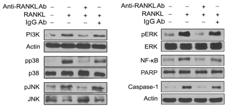 비만세포의 탈과립에서 RANKL 역할 규명을 위해 MAPK 분석