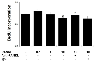 비만세포의 세포증식에 있어서 RANKL 역할 규명을 위해 BrdU 분석