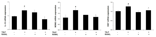 비만세포의 세포증식에 있어서 RANKL 역할 규명을 위해 TSLP로 자극 후 L-13, MDM2, Ki-67의 mRNA 발현분석