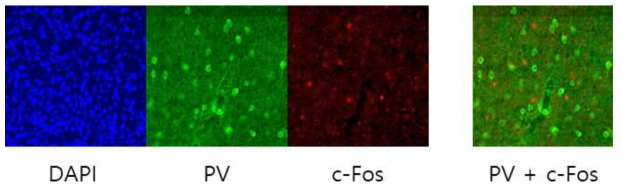 경두개 자기자극 실험 후 뇌 조직 Retrieval 과정을 통한 c-Fos 신호 검출 향상 결과