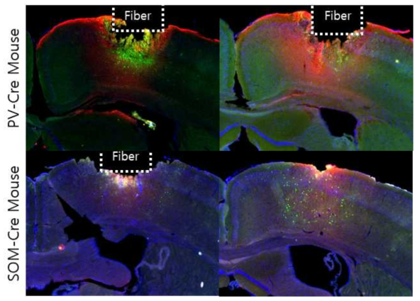 PV-cre / SOM-cre 마우스의 경두개 자기자극+섬유 광도법 측정 후 면역염색 결과