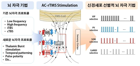 기존의 뇌자극 프로토콜 및 새로운 뇌자극 프로토콜의 IHC 및 섬유광유도법을 통한 신경세포 종류 선별적 신경세포 뇌자극 기법 개발