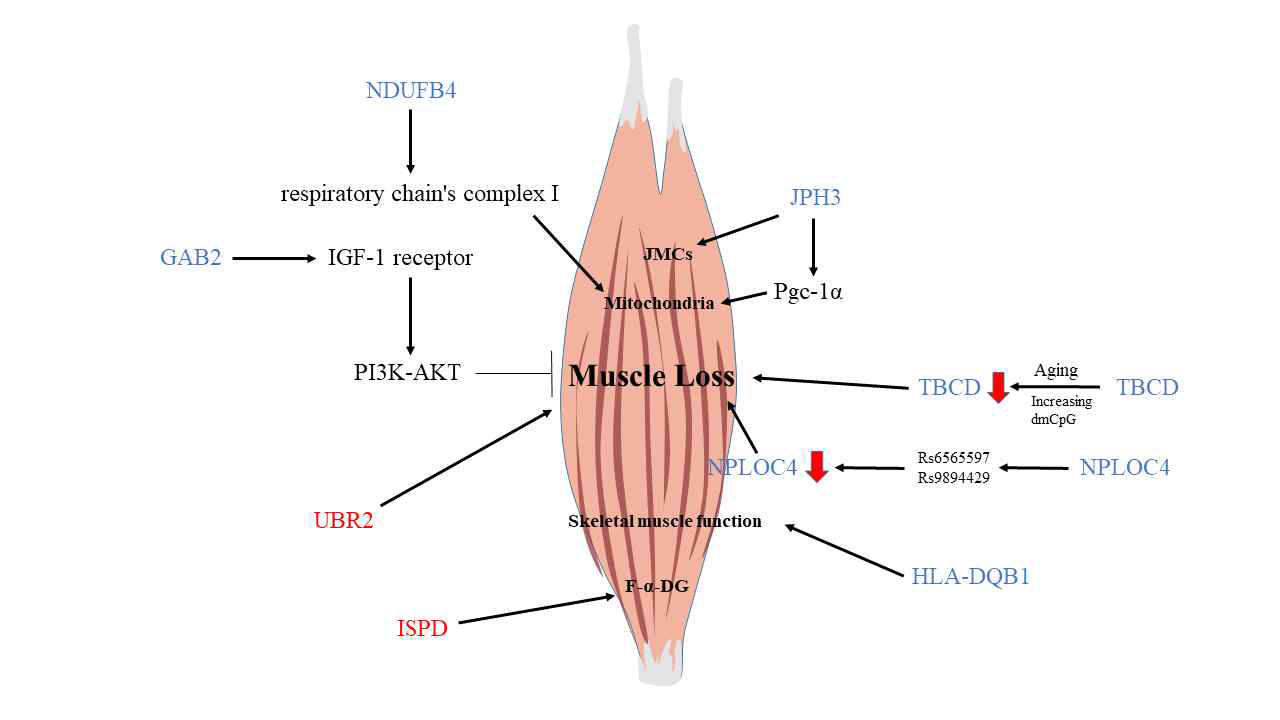 KOGES 데이터 유전체 분석을 통한 골근감소증 발생 기전 모식도