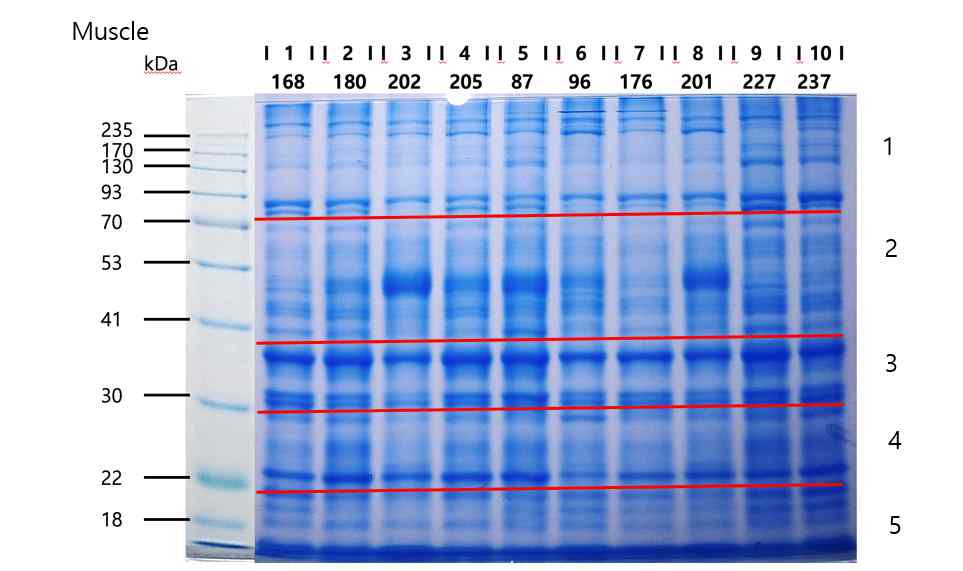 근육 검체에서 프로테움 분석 시행