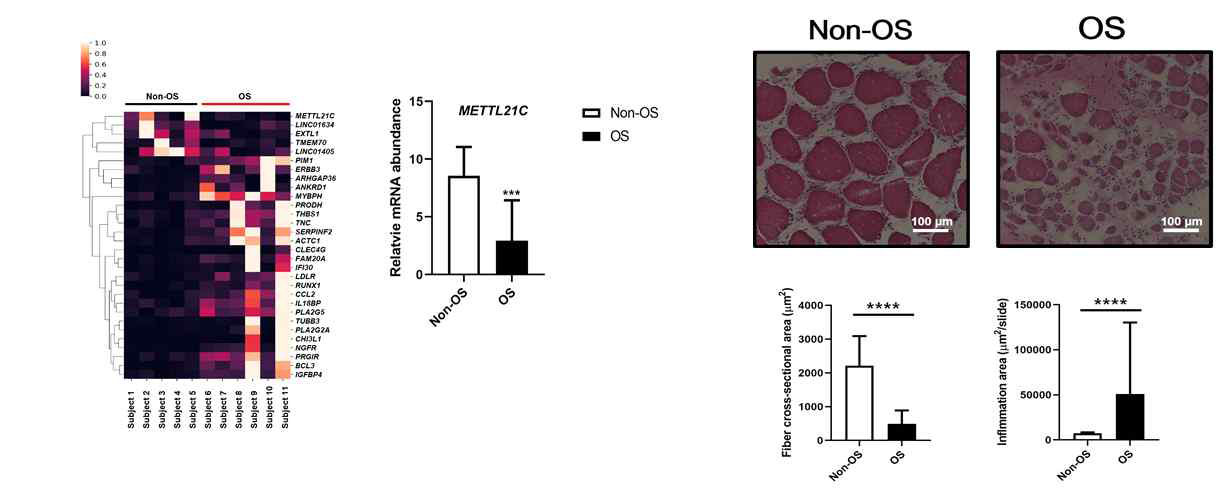 골근감소증 유무에 따른 METTL21C의 발현량과 염증 반응과의 관련성 실험