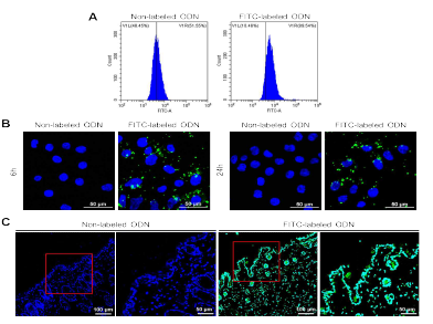 FITC-labelled ODN의 안정성 및 지속성 확인. (A) Flow cytometry 분석; (B) 세포에서 FITC-labelled ODN 형광 관찰; (C) 피부조직에서 FITC-labelled ODN 형광 관찰