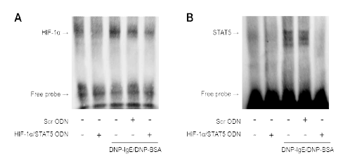 아토피피부염 세포모델에서 합성 HIF-1α/STAT5 decoy ODN의 전사인자 binding activity 억제 효능. (A) HIF-1α EMSA 분석; (B) STAT5 EMSA 분석