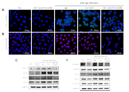 아토피피부염 세포모델에서 합성 HIF-1α/STAT5 decoy ODN의 효능. (A) HIF-1α 면역형광 염색; (B) STAT5 면역형광염색; (C) HIF-1α target 단백질 발현; (D) STAT5 target 단백질 발현량
