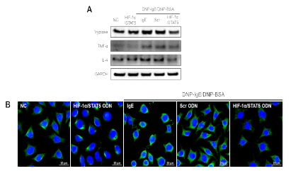 아토피피부염 세포모델에서 합성 HIF-1α/STAT5의 탈과립 및 재과립 억제 효능 확인. (A) 탈과립 시 분비되는 cytokine 과 tryptase 발현량 조사; (B) Typtase 면역형광염색 사진