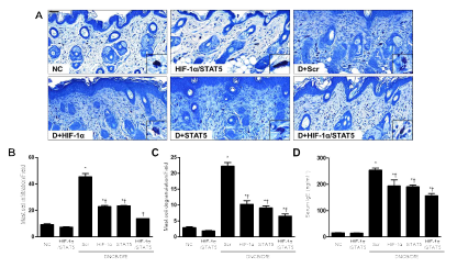 합성 HIF-1α/STAT5 decoy ODN의 바만세포 억제 효능. (A) 피부조직의 giemsa stain 사진; (B) 비만세포 침윤수; (C) 비만세포 탈과립화수; (D) 아토피피부염 동물의 혈청 내 IgE 농도