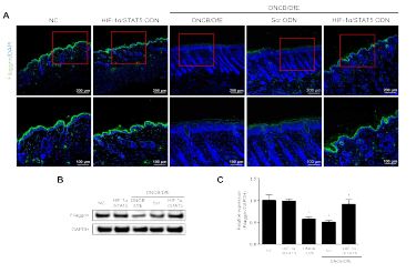 합성 HIF-1α/STAT5 decoy ODN의 filaggrin 발현에서 효능. (A) filaggrin 면역형광염색; (B) filaggrin 단백 발현 변화; (C) filaggrin 단백 발현 변화 그래프