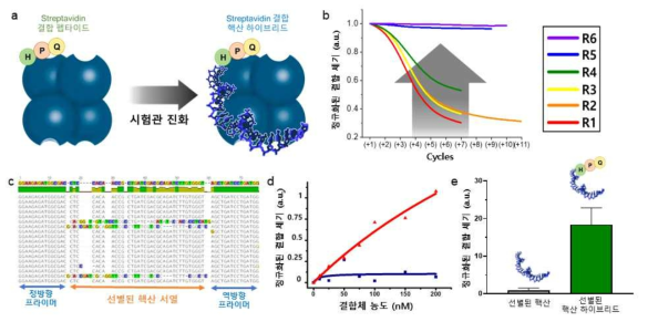 Streptavidin 단백질에 강력 결합하는 핵산 하이브리드 분자의 성공적인 개발 결과. (a) Streptavidin 결합 핵산 하이브리드 개념 모식도 (b) RT-PCR data로부터 random library의 diversity가 round가 진행함에 따라 감소함을 확인함. (c) 시험관 진화 과정을 통해서 선별된 핵산 하이브리드 분자의 핵산 부분 서열. (d-e) 핵산 하이브리드 분자일 때와 클릭 반응하지 않은 핵산 단일분자일 경우의 결합 양상 차이