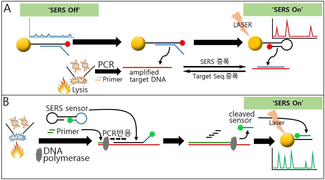 PCR기반 SERS신호 증폭기술 모식도