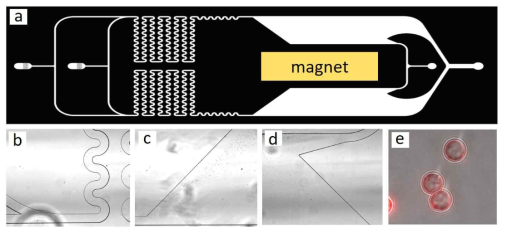 혈액 내 병원균 분리정제를 위한 혈액 전처리용 미세유체시스템. (a) 혈액시료 전처리용 미세유체칩 CAD도면, (b) 혈액과 마이크로입자 처리 및 반응 모듈, (c) 자기력에 의한 마이크로입자의 이동, (d) 마이크로자석입자의 회수모듈, (e) 회수된 마이크로자석입자