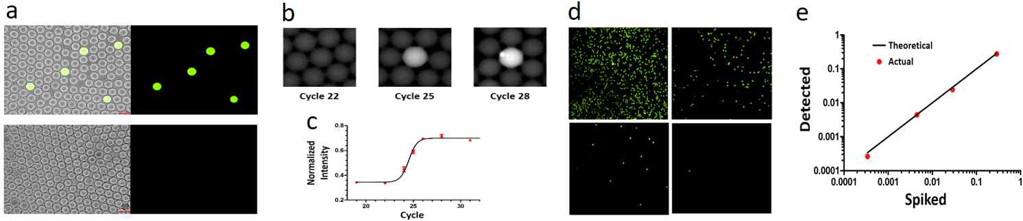 digital PCR기반의 단일 박테리아 검출기술. (a) 박테리아를 포함하는 혈액캡슐에서의 digital PCR수행 결과 현미경사진, (b) 혈액캡슐의 cycle number에 따른 형광변화, (c) PCR cycle 증가에 따른 형광 값 변화, (d) 박테리아 농도에 따른 형광포함 캡슐의 변화, (e) 혈액에 첨가한 병원균 대비 검출 된 형광켭슐 대비 그래프