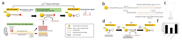 SERS PCR기반의 박테리아 검출기술. (a) SERS PCR개략도, (b) 금나노입자 기반의 SERS 센서, (c) 금나노입자 표면에 부탁된 구조변환 SERS 센서용 DNA구조, (d), SERS 센서의 작용기작 모식도, (f) K. pneumoniae 특이적 유전자에 의한 SERS신호 증가