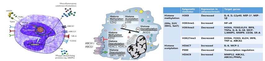 죽상동맥경화증의 Histone acetylation & Histone methylation 변형