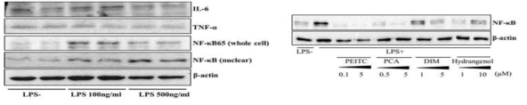 여러 농도의 LPS처리에 의한 THP-1 derived macrophages의 염증 및 여러 식이인자에 의한 영향