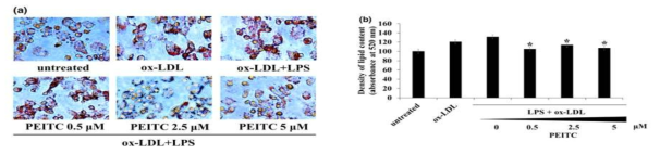 유력한 식이인자 PEITC의 foam cell 형성억제 : Downregulation of lipid accumulation by PEITC treatment in THP-1 foam cells