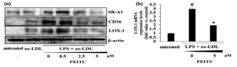 Lipid uptake기전 조절에 대한 PEITC의 영향