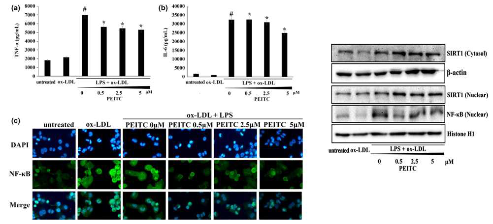 in vitro 죽상동맥경화 유사환경에서의 식이인자 PEITC의 염증성 사이토카인 분비저해 및 Sirt1의 발현