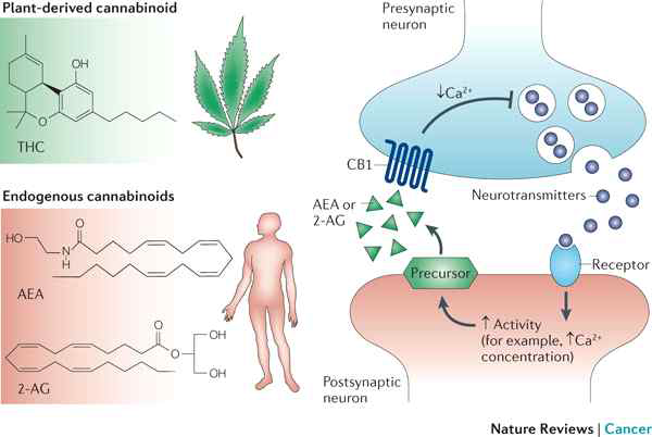 Endocannabinoid의 생성 및 작용 기전