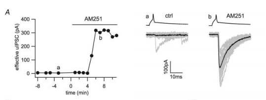해마의 억제성 시냅스에서 tonic endocannabinoid signaling
