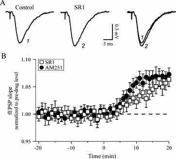 해마의 흥분성 시냅스에서 tonic endocannabinoid signaling