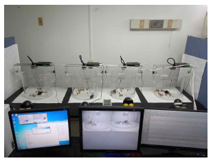 자유롭게 활동중인 mouse에서 뇌파 및 비디오 기록을 통한 발작 모니터링