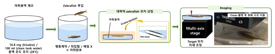 in-vivo zebrafish imaging 프로토콜