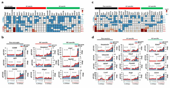 BBB 개통 정도에 따른 glia 세포 subtype 발현 변화 비교분석, a) migcroglia subtype FPKM값 비교, b) microglia subtype관련 유전자 qPCR, c) astrocyte subtype FPKM값 비교분석, d) astrocyte subtype 관련 유전자 qPCR