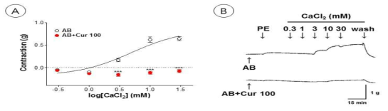 칼슘 유도 혈관수축 기전 확인 Ⓐ receptor-operated calcium channels(ROCC)를 통한 세포 외 Ca2+ 유입에 대한 curcumin 병용투여의 억제 효과, Ⓑ 대표 사진