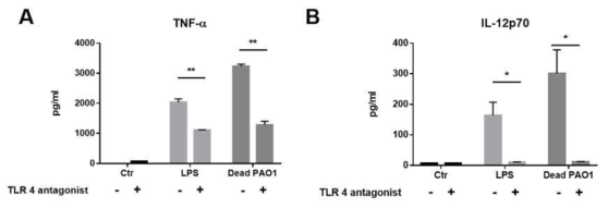 TLR4 길항제를 이용하여 LPS가 P. aeruginosa 감염 후 면역반응 시험