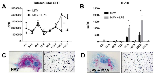MAV 감염 세포에서 LPS 처리에 따른 7일 동안의 세포내 CFU 및 IL-10 수준. cell type별 LPS 처리에 따른 BMM 표현형 확인. 세포에 대한 Ziehl–Neelsen staining 으로 MAH 빨간색으로 염색함. 유의성은 p 값 * p ≤ 0.05로 표시