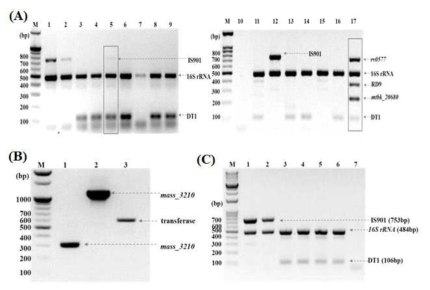 임상 분리주를 사용한 (A) 1차 mPCR 및 (B) 2차 mPCR 및 (C) 동시감염 검출의 대표적인 결과
