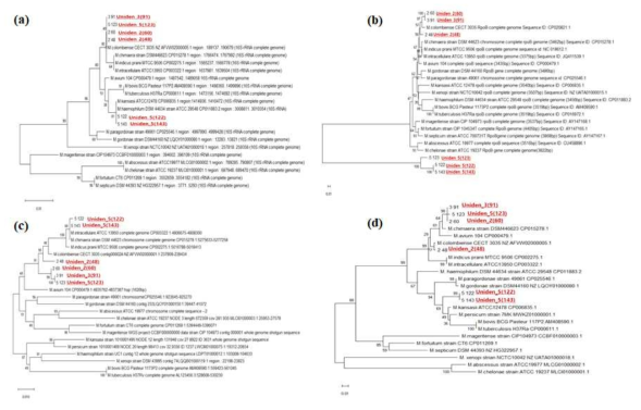 (A) 16S rRNA, (B) RPOB, (C) HSP65 및 (D) ITS 유전자를 기준으로 한 neighbour-joining analysis를 사용한 Phylogenetic tree