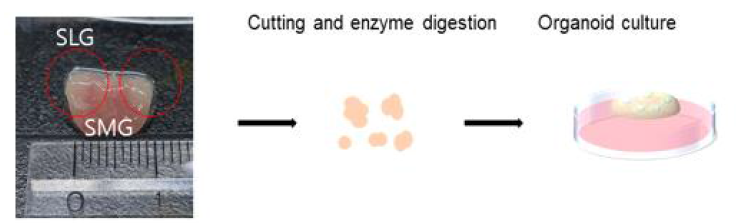 마우스 유래 침샘 오가노이드의 제작 방법