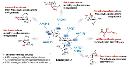 AME의 작용위치와 다제내성 그램음성균用 hybrid aminoglycoside 조합생합성 전략