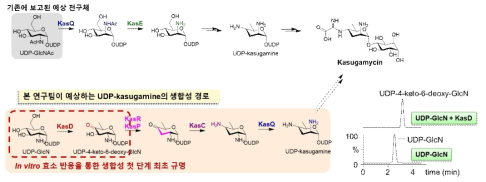 In vitro 효소 반응을 통한 UDP-kasugamine 생합성 첫 단계 규명
