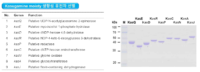 UDP-kasugamine의 생합성 유전자 선별·효소 발현 조건의 최적화