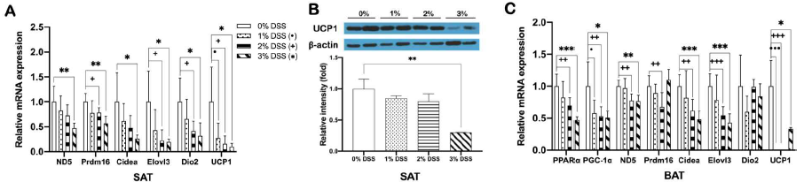 DSS-induced colitis suppresses the expression of genes involved in SAT browning and BAT thermogenesis. mRNA expression of (A) browning genes in SAT and (C) thermogenic genes in BAT, and protein expression of (B) UCP1 in SAT of DSS-induced colitis and non-colitis mice